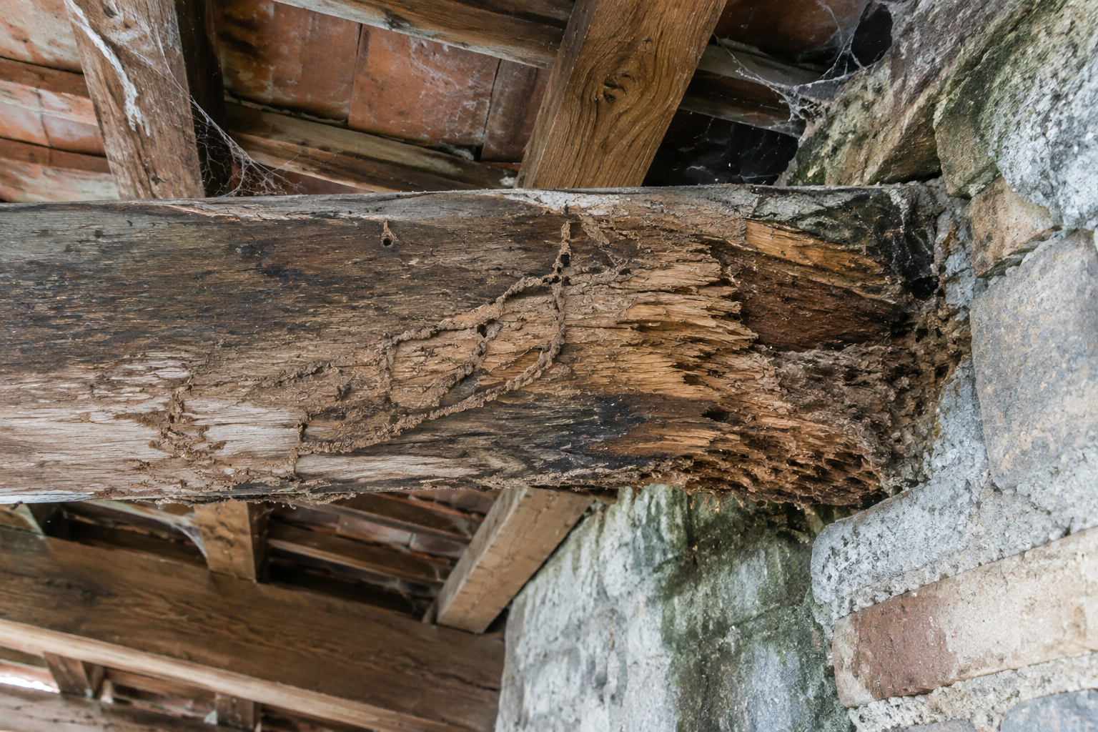 Timber decay, termite damage and splitting